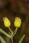 Savannah milkweed
